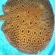 Potamotrygon Hybride high quality 12-15 cm femelle