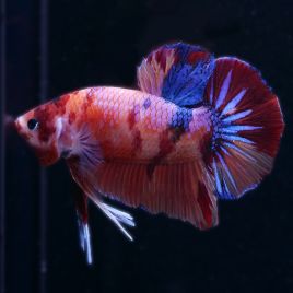 Betta géant femelle