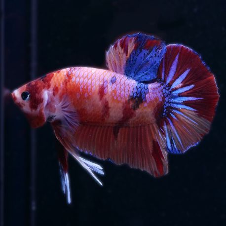 Betta géant femelle