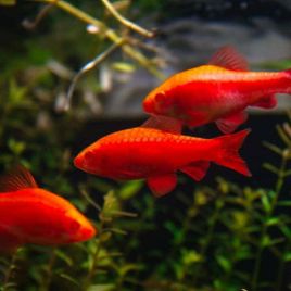 Barbus titteya ALBINOS