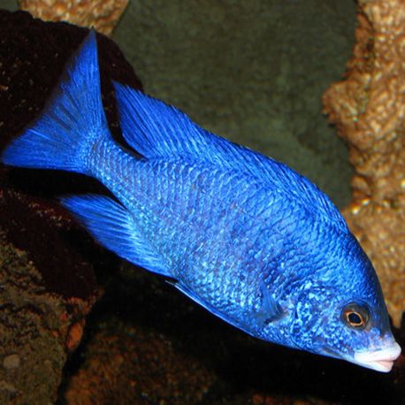 Placidochromis mdoka 4-5cm 