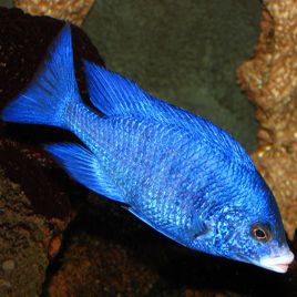 Placidochromis mdoka 7-8cm lot de 2