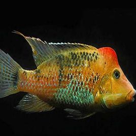 Geophagus steindachneri le lot de 2