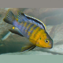 Tropheops Macrophtalmus Red Cheek 7-8cm le couple 24,50 €
