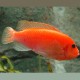 Maylandia estherae - Zebra Rouges 3-4cm 7,50 €