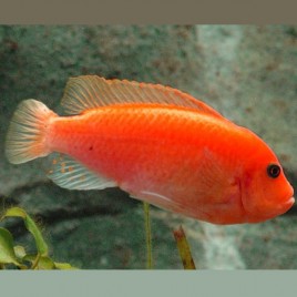 Maylandia estherae - Zebra Rouges 3-4cm 7,50 €