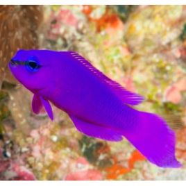 Pseudochromis Fridmani 4-6cm lot de 2 69,50 €