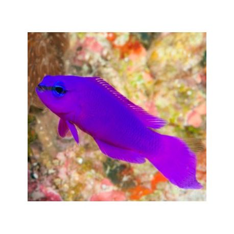 Pseudochromis Fridmani 4-6cm lot de 2 69,50 €