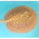 Potamotrygon sp pearl albinos 40 cm mâle SUPERBE 695,00 €