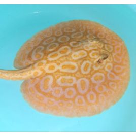 Potamotrygon sp pearl albinos 15-17 cm mâle