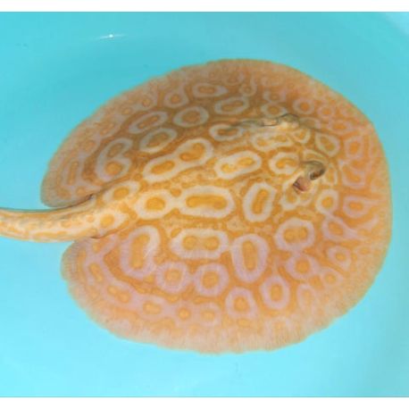 Potamotrygon sp pearl albinos 15-17 cm femelle