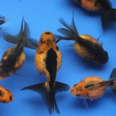 Ecailles Perlées Mix 6-8cm 14,50 €