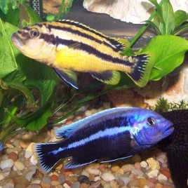 Melanochromis Chipokae 5-6 cm        9,50 €