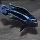 Melanochromis johannii 7-9cm le couple 24,50 €
