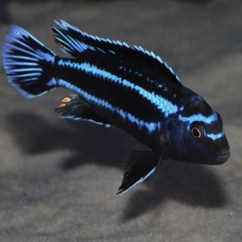 Melanochromis johannii 7-9cm le couple