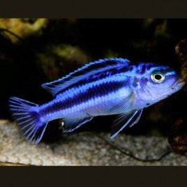 Melanochromis Maingano - cyaneorhabdos 4-5cm 7,50 €