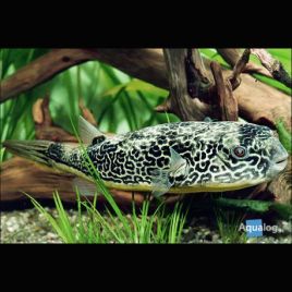 Tetraodon mbu Sauvage 5-6cm