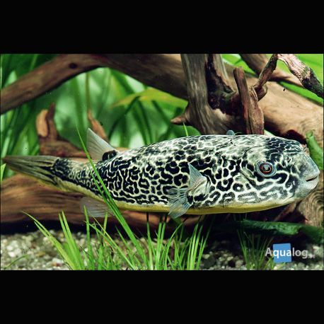 Tetraodon mbu sauvage 8cm