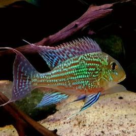 Geophagus sveni 4-5 cm superbe !!!