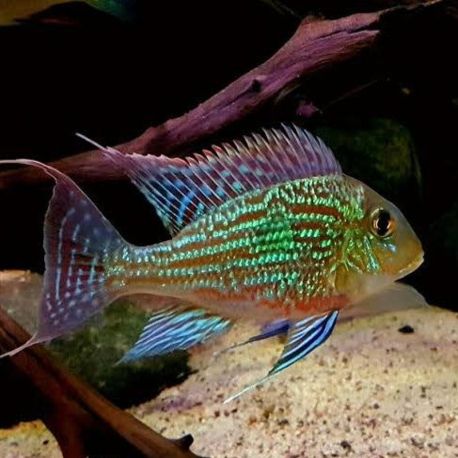 Geophagus sveni 4-5 cm superbe !!!
