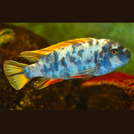 Labeotropheus trewavasae marmelade 7-8 cm le couple