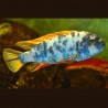Labeotropheus trewavasae marmelade 7-8 cm le couple