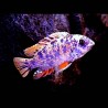 Labeotropheus Fuelleborni OB 6-8cm