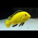 Labidochromis Caeruleus - Labido jaune 4-5cm lot de 4+1 offert  29,50 €