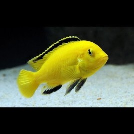Labidochromis Caeruleus - Labido jaune 4-5cm lot de 4+1 offert 