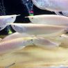 Osteoglossum Platinum XL 40cm