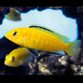 Labidochromis Caeruleus - Labido jaune  5-7cm le couple