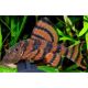 L397 Panaqolus sp alenquer red 3-4cm 39,50 €