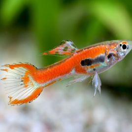 Guppys Endler Scarlet par couple