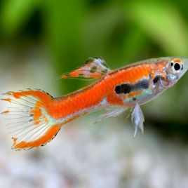 Guppys Endler Scarlet mâle uniquement