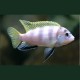 Labidochromis Perlmutt Mara Reef le couple 8-10cm 27,50 €
