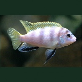 Labidochromis Perlmutt Mara Reef le couple 8-10cm 27,50 €
