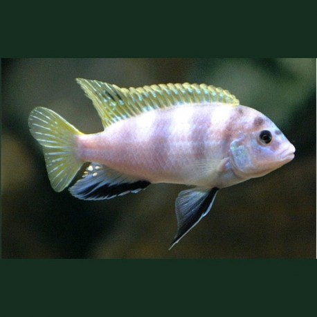 Labidochromis Perlmutt Mara Reef le couple 8-10cm 27,50 €