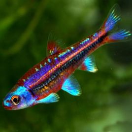Notropis Chrosomus XL lot de 2 18,50 €