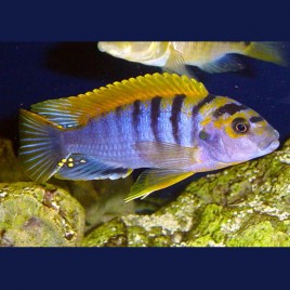 Labidochromis Hongi super red top 10 cm le couple 37,50 €