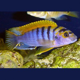 Labidochromis hongi super red top 5-6cm