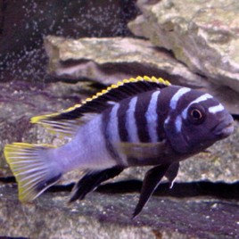 Labidochromis RedTop Mbamba Bay 5-6 cm