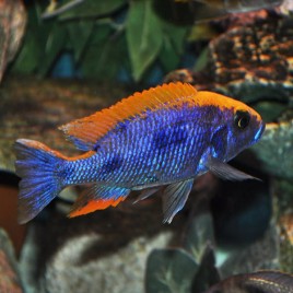 Otopharynx Lithobates 12-15 cm le couple