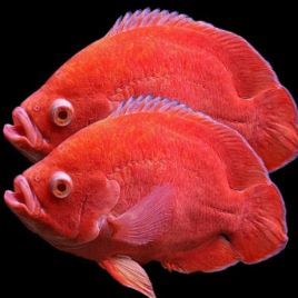 Astronotus Ocellatus super red albino 10-12cm 89,50 €