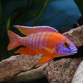 Aulonocara Nyassae Orange le couple 6-7 cm