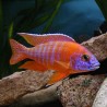 Aulonocara Nyassae Orange le couple 8-9 cm