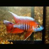 Aulonocara Jacobfreibergi Eureka 6-8 cm le couple
