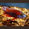 Aulonocara Red Rubin 5-6 cm le couple
