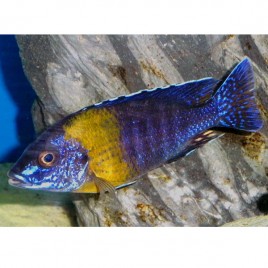 Aulonocara stuartgranti Maulana le couple 8-10 cm