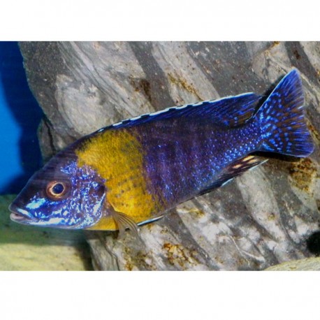 Aulonocara stuartgranti Maulana le couple 8-10 cm