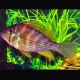 Acarichthys heckelli - Acara de Heckel 6-8 cm lot de 2  42,00 €